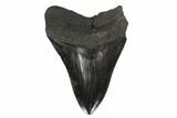 Fossil Megalodon Tooth - South Carolina #135927-1